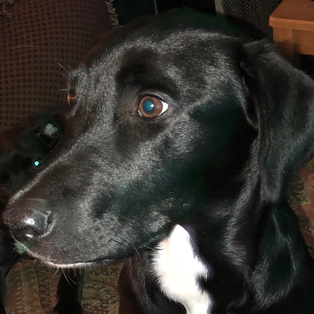 Celebrity Furbaby of the day 2/22/18 JasperStorm